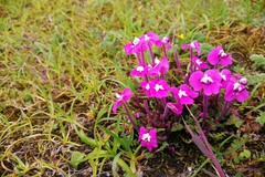 Pedicularis siphonantha
